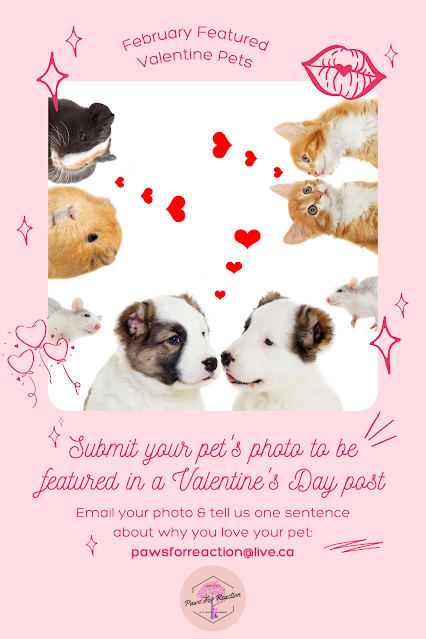 February featured pets: Be my furry Valentine