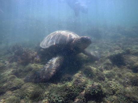 An Adventure at Sea: Snorkeling in the Galapagos4 min read