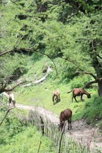Mountain Trail Tanka