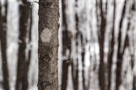 Walking (and Skiing and Snowshoeing) in a Winter Wonderland