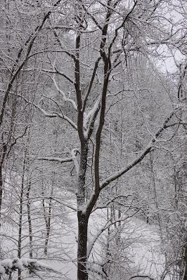 Amaryllis, Snow, Crow, and Repeat