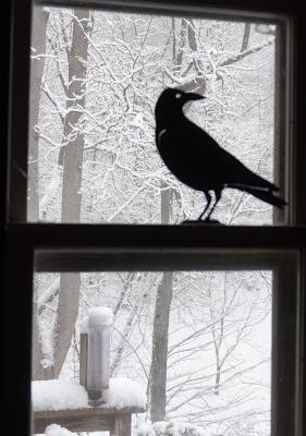Amaryllis, Snow, Crow, and Repeat