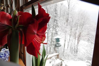 Amaryllis, Snow, Crow, and Repeat