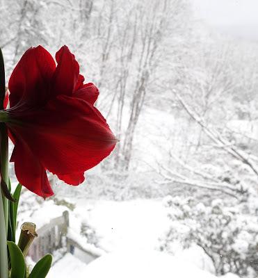 Amaryllis, Snow, Crow, and Repeat