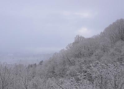 Amaryllis, Snow, Crow, and Repeat