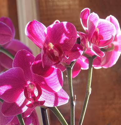 Pinks and Purples