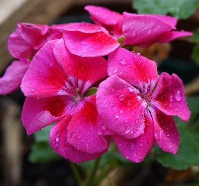 Pinks and Purples
