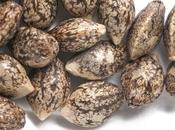 Beginner Tips Purchasing Weed Seeds