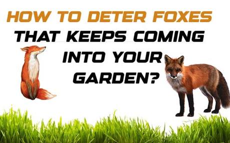 How to Deter Foxes That Keeps Coming  into your Garden?