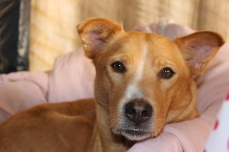 Golden Retriever Pitbull Mix: The Friendly, Social and Smart Mix for Your Family