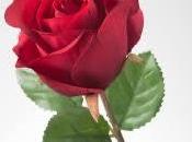 Things Should Know About Gifting Flowers