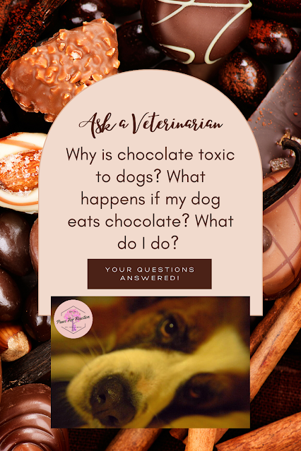 Ask a veterinarian: Everything you need to know about chocolate toxicity & dogs