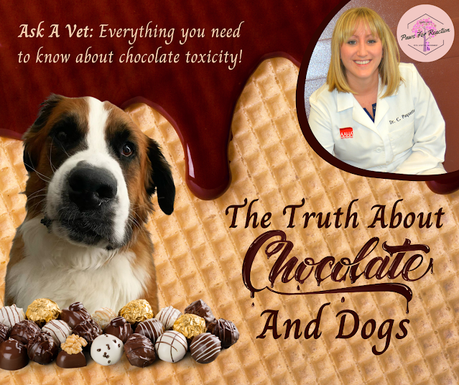 Ask a vet: Why is chocolate poisonous to dogs? What do I do if my dog eats chocolate?