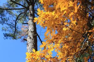 Three Closed Eye Tanka