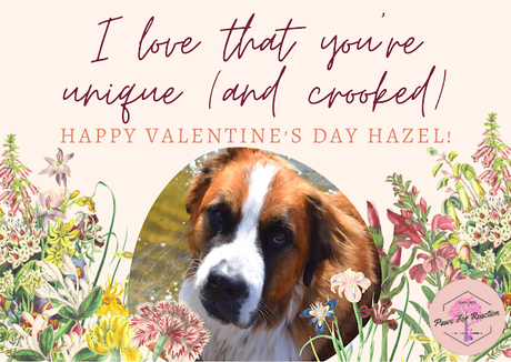 Paws For Reaction- Your funny Valentine: February pets featured in a Valentine from their pet parents