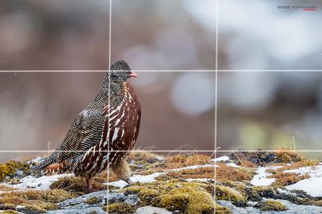 Rule of Thirds