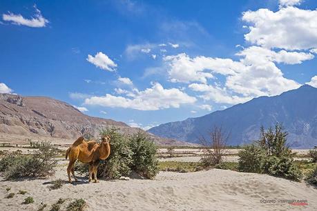 Double Humped Camel in its habitat