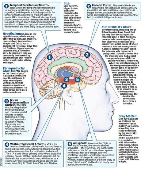 The body parts can be divided into two categories: How the human brain differs according to sex - male and ...