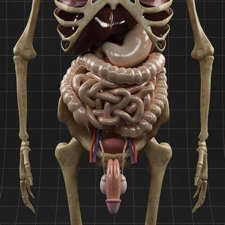 The male reproductive system is responsible for sexual function, as well as urination. Anatomy Internal Organs Male 3D Model .max - CGTrader.com