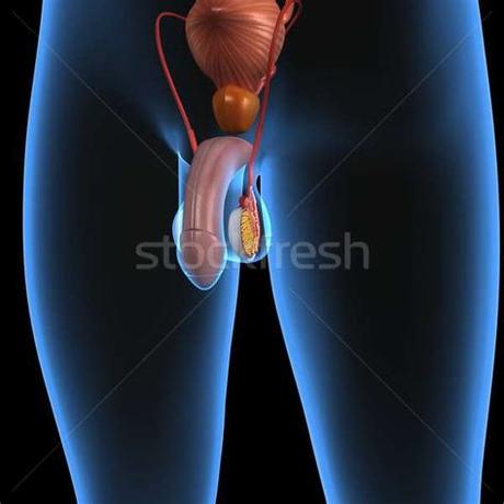 The internal organs of the male reproductive system, also called accessory organs, include the following Male reproductive system stock photo © Naveen kalwa ...