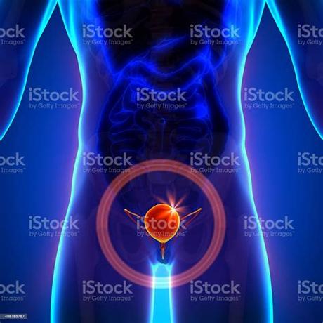 Then i saw all the posses and the rest of the body.and all i can say is holy shit!!! Bladder Male Anatomy Of Human Organs Xray View Stock Photo ...