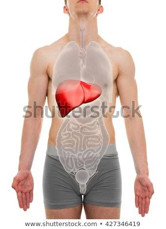 The male reproductive system is responsible for sexual function, as well as urination. Internal Organs Man Stock Images, Royalty-Free Images ...