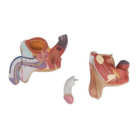 Male Genital Organs Model - 4 Part