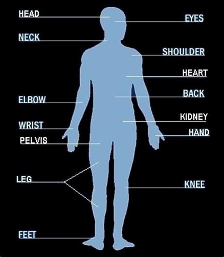parts of a man body