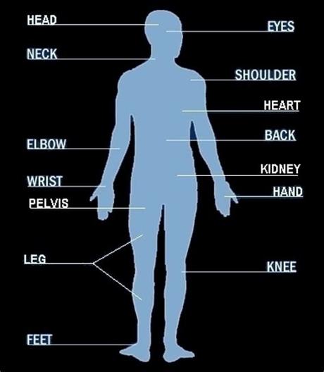 Male Body Where Ar The Parts : Adult Male Diagram Template Clip Art at