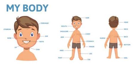 Start studying the parts of body. Royalty Free Hinge Joint Clip Art, Vector Images ...