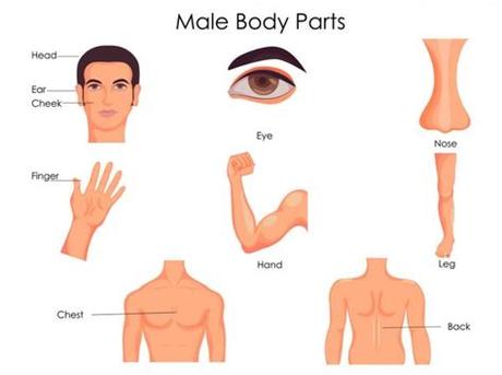 The human body, parts of human body, definition and examples. Body parts diagram | Medical Education Chart of Biology ...
