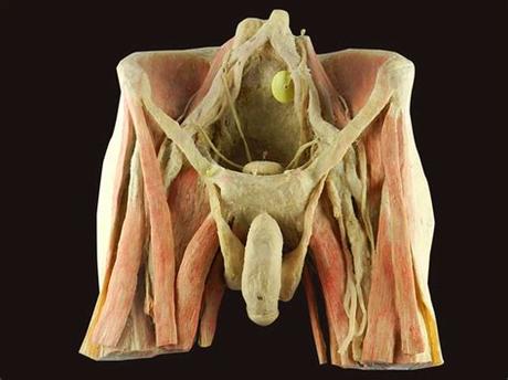 Internal organs include the vas deferens, prostate and urethra. Male pelvic organs human plastinated specimen for sale ...