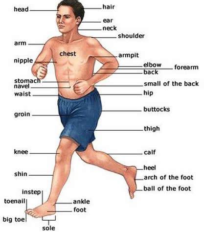 Male 3d anatomy template by shintenzu on deviantart. English with Torrie: Do you know your body parts?