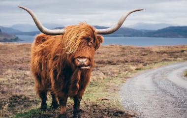Enchanting Travels-Europe Tours- Hairy Scottish Yak on the road, Isle of Skye