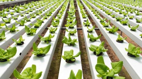 What is Hydroponic Farming? Why is it Important in 2021?