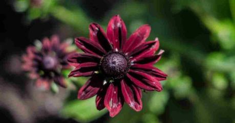 Black-Eyed Susan