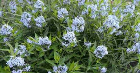 Amsonia