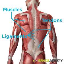 Tightness of the hip flexors and lumbar erector spinae along with weakness or inhibition of the gluteal and abdominal muscles creates a postural imbalance in the lower back and hips. Torn Pulled Strained Back Muscles What You Didn T Know