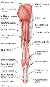 The muscles of the pelvis, hip and buttock anatomical chart shows how each muscle in this area of the body works with the others. Leg Definition Bones Muscles Facts Britannica