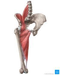 The lower back and hip share many groups of muscles. Hip And Thigh Muscles Anatomy And Functions Kenhub