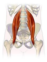 See more ideas about massage therapy, back pain, physical therapy. Psoas Muscles And Back Pain How To Strengthen Your Psoas Muscles Berkeley Wellness