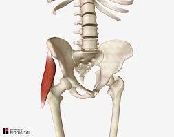 The muscles of the lower back, including the erector spinae and quadratus lumborum muscles, contract to extend and laterally bend the vertebral column. Tensor Fascia Lata I A Major Cause Of Unexplained Hip Pain