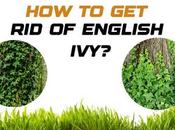 English Ivy? Complete Guide