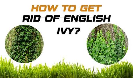 How to Get Rid of English Ivy? Complete Guide