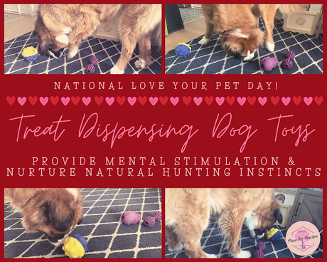 February 20 is National Love Your Pet Day: How to show your pet some love