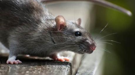 Effective Ways to Identify Rat Infestation in 2021 – Amir Articles