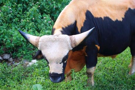 National anthem played in Nagaland Assembly
