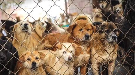 Over 200 Dogs From China Saved From Slaughterhouses, Dog Meat-Trade, Abuse & Neglect Will Soon Arrive in the U.S. on Their Way to Their Forever Homes