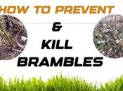 Prevent Kill Brambles