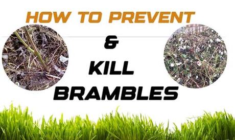 How to Prevent and Kill Brambles